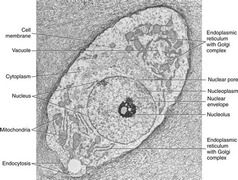 electron microscope drawing|electron micrograph labeled.